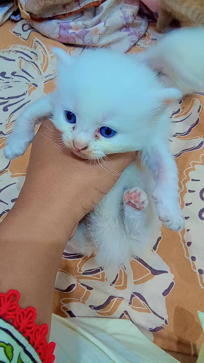 Persian cat - Cats - 1121013518