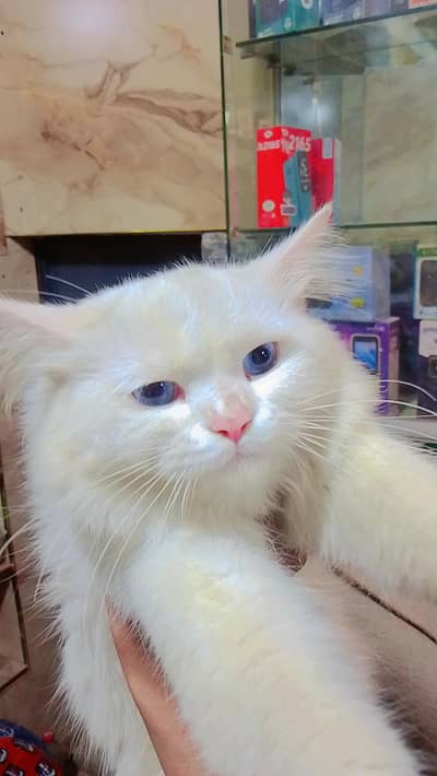 white white Persian cat male