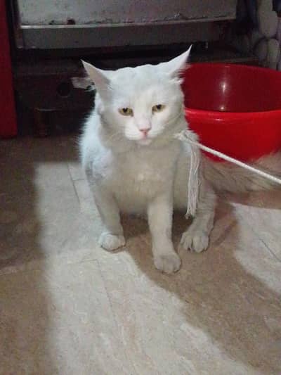 Cat Persian