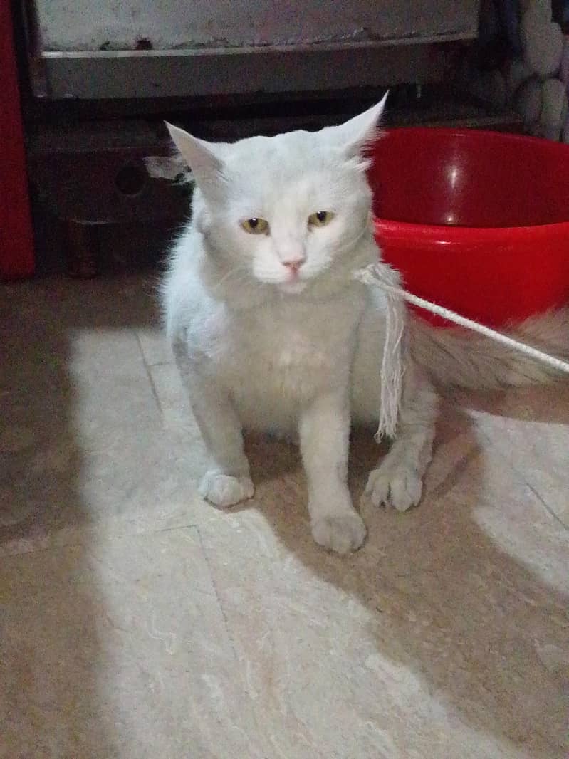 Cat Persian 0