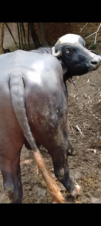 katta for sale 4 dant
