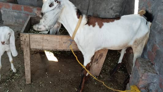 Bakra