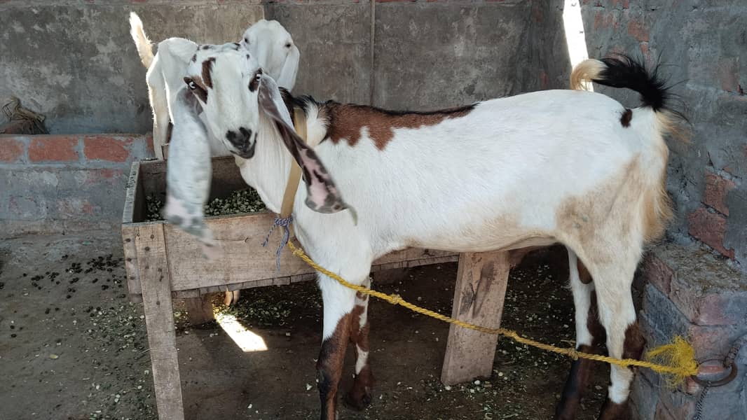 Bakra 1