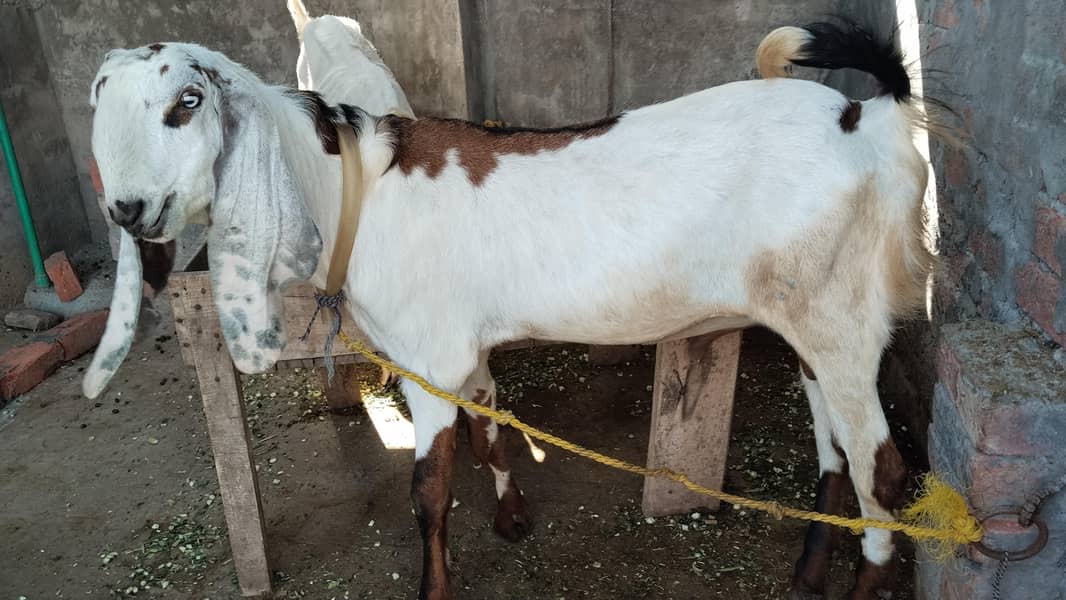 Bakra 4