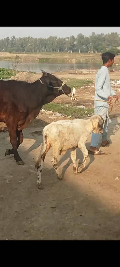cow for sell