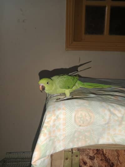 Ring Neck Hand tamed 6 months baby male