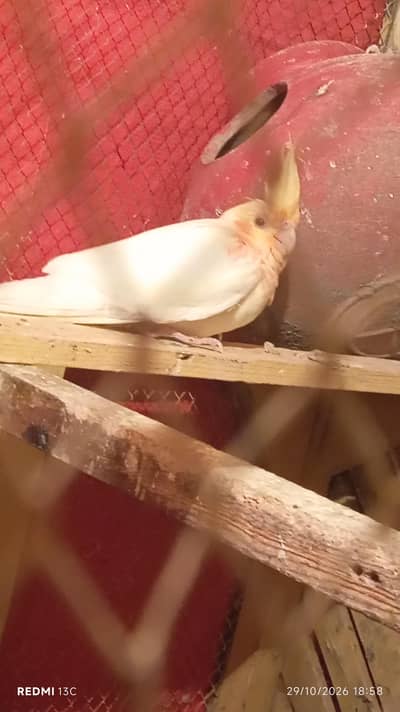 birds for sale