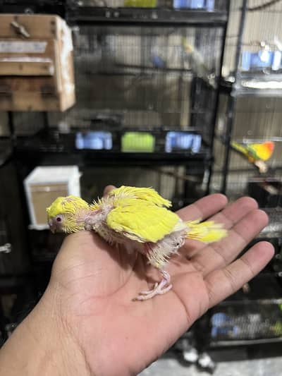 Handtame Budgies Chicks