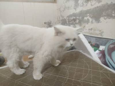 Male cat for sale
