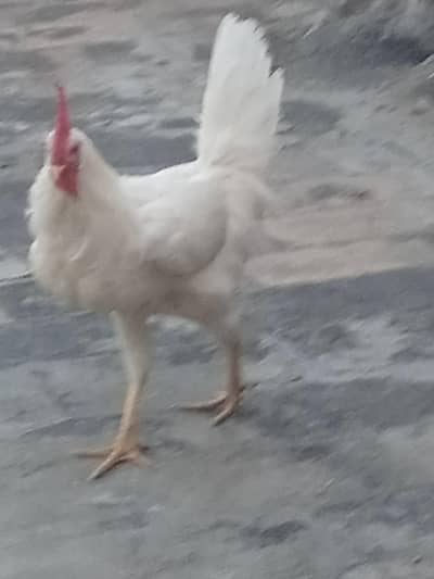 Hen  egg dy rhi h