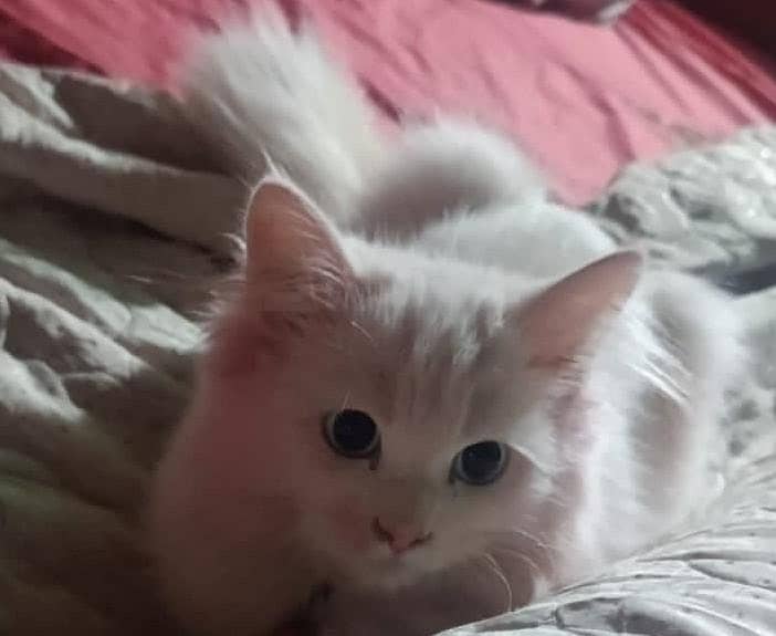 Persian cat 0