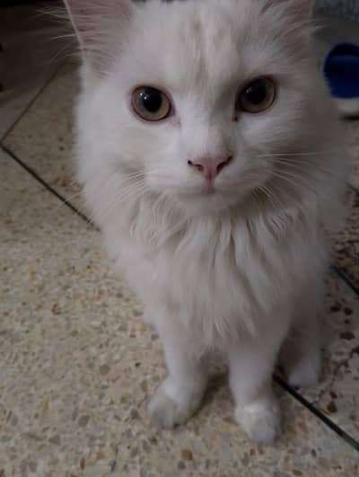 Percian cat 6 months