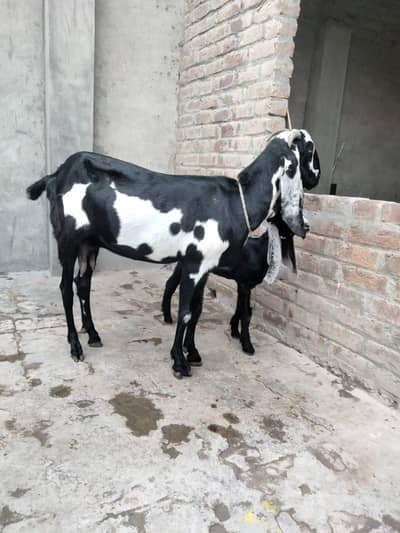 bakri for sel kali dabi bakri mo se 8 dant 2 sowy soyi ha sat a path