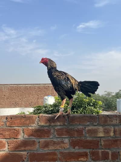 Aseel Murga long height