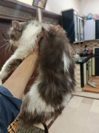cats for sell