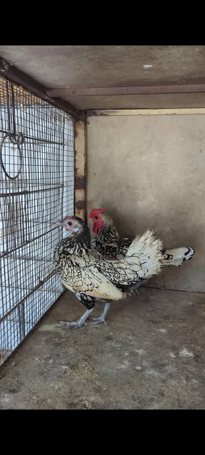 Silver Sebrit Breeder pair