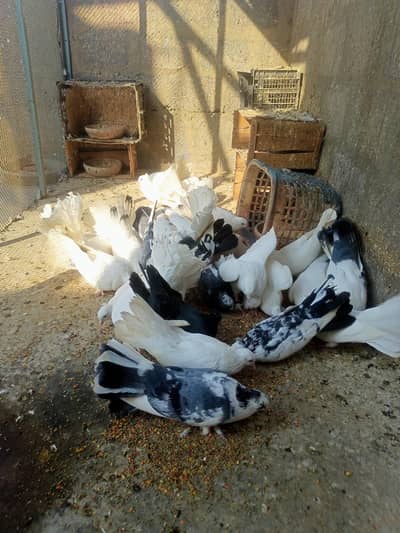 Laka pigeon Pair