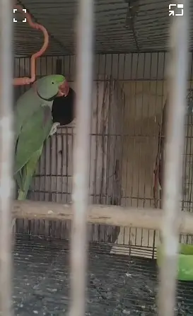 Raw  parrot | talking parrots | breeder pair | green parrots for sale — photo 2