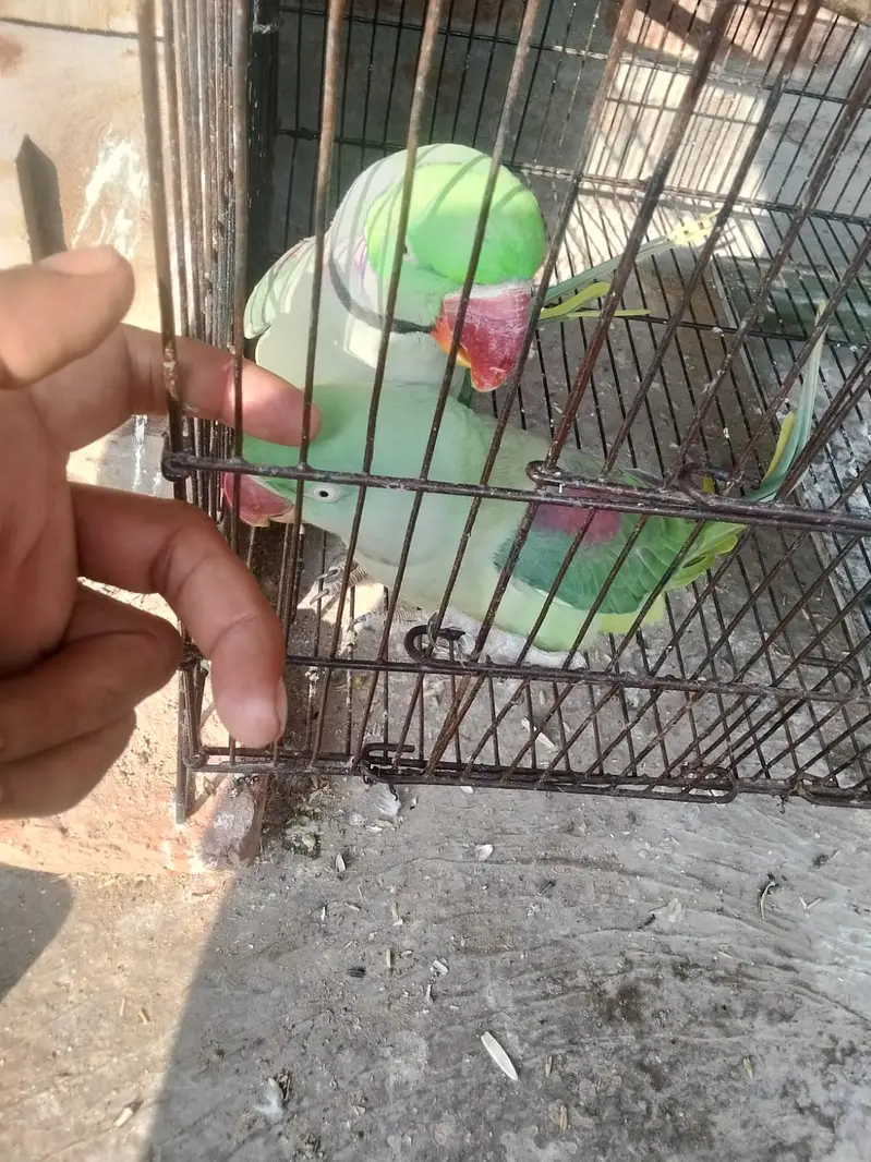 Raw  parrot | talking parrots | breeder pair | green parrots for sale — photo 4