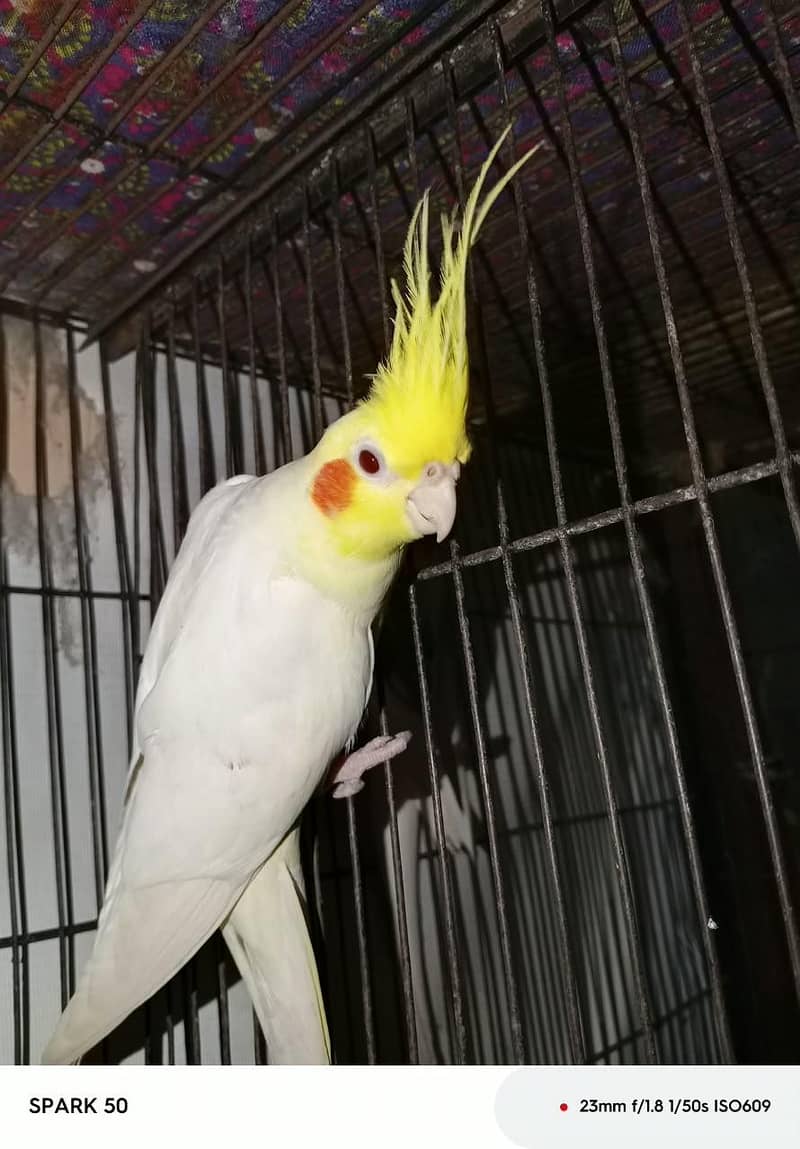 Cocktail Parrot 1