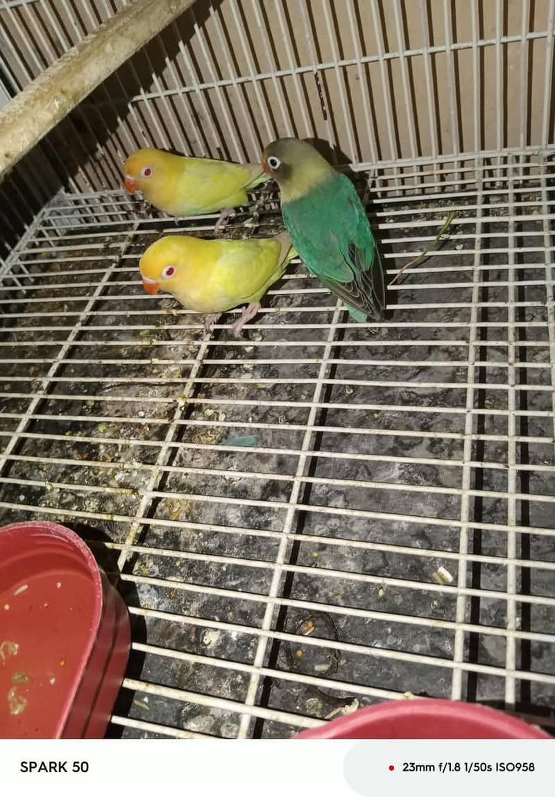 Cocktail Parrot 13