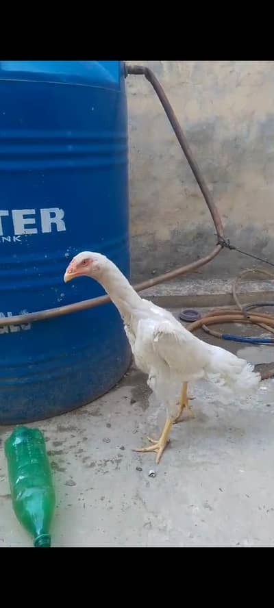 quality  white shamo female