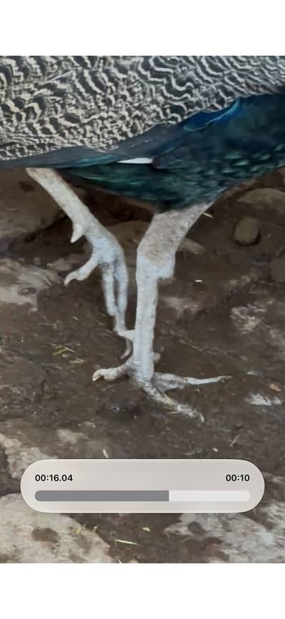 Pefwol