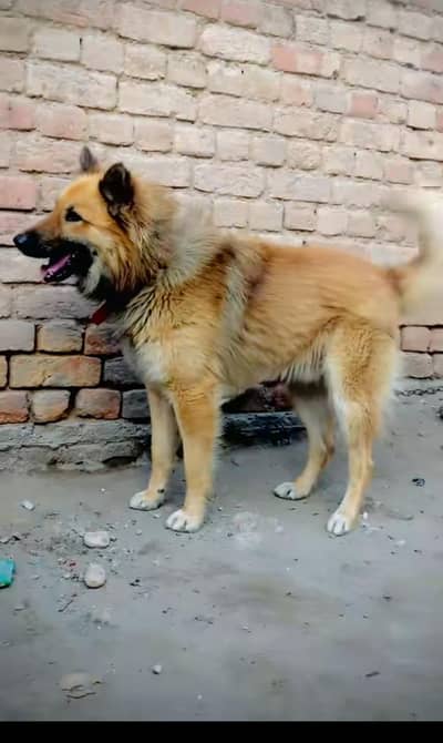urgent for sale