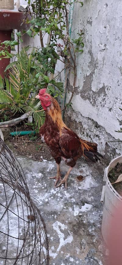 Qualita aseel
