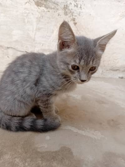 friendly cat for sale