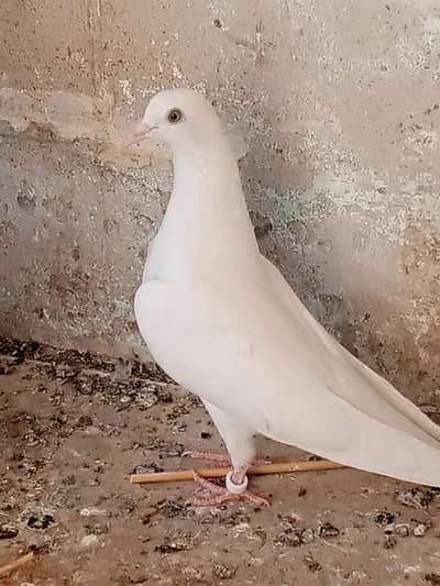 2 MALE