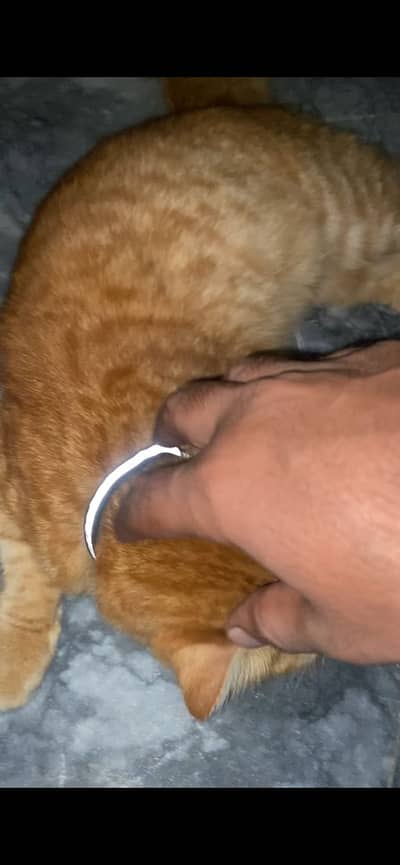Pershion cat for sale urgent