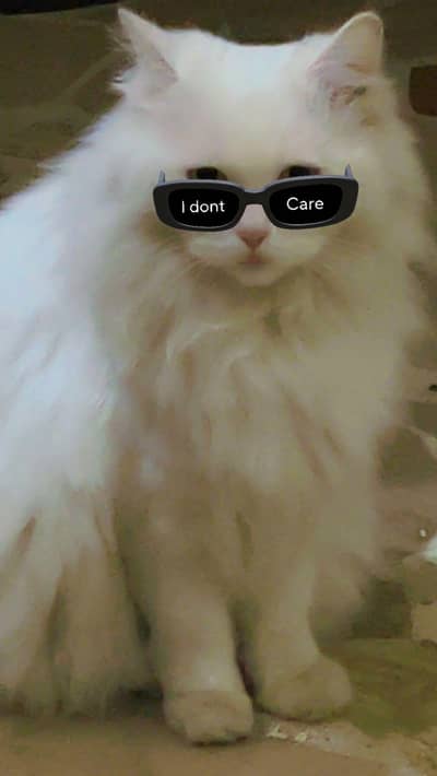 White Persian Cat