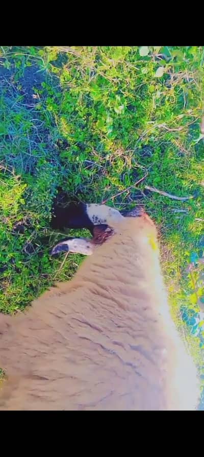 kajjli sheep far sale suna ma 1.5 month lati ha tayar ha sheep