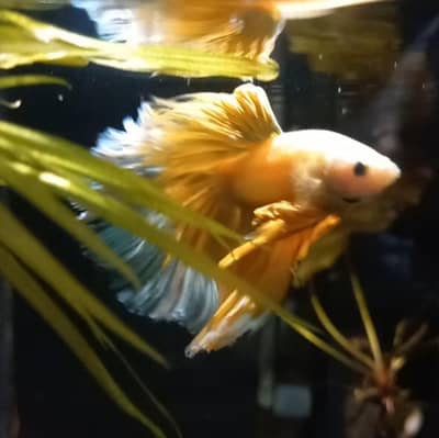full moon betta fish