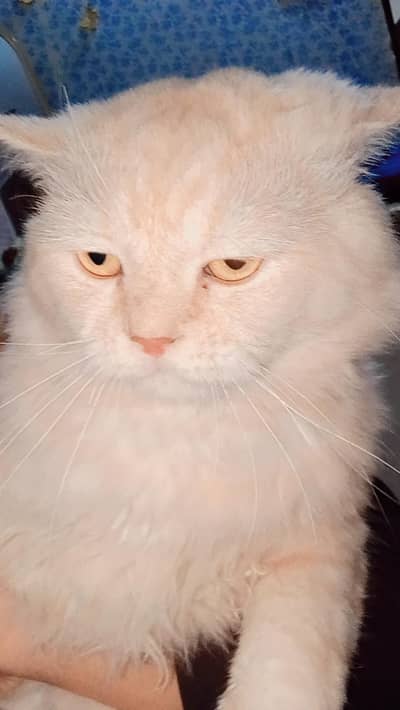 Male Cat