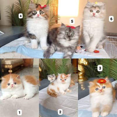 Pure Persian kittens , Top Quality