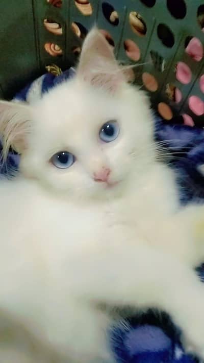 snow white