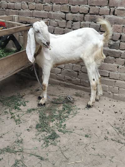 piuer dasi rajn pori bakra