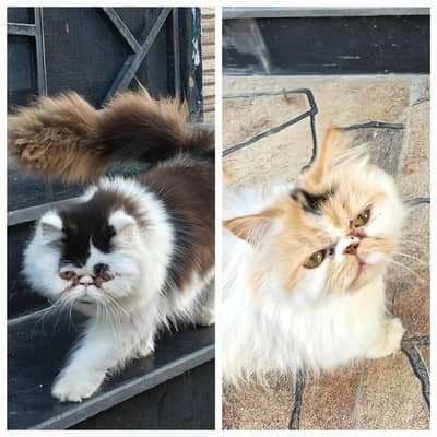 Pair of persian cats peke face male and female