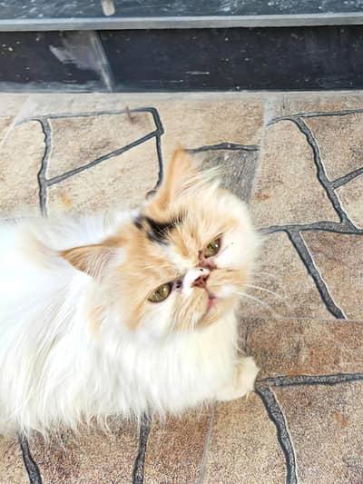 Persian female peke face calico cat for sale