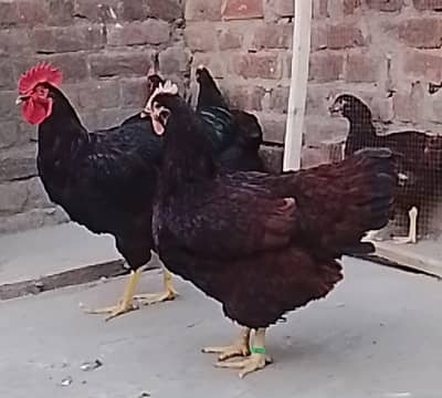 rir hariteg EEG & golden buff eggs