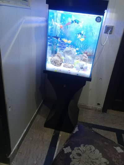 Aquarium with designer stand plus 15 fishes setup
