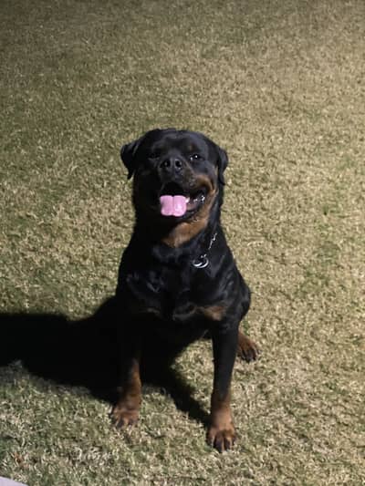 Purebred KCP Registered Male Pure Pedigree Rottweiler