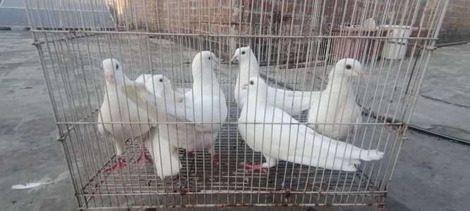 white Qasid Kabootar