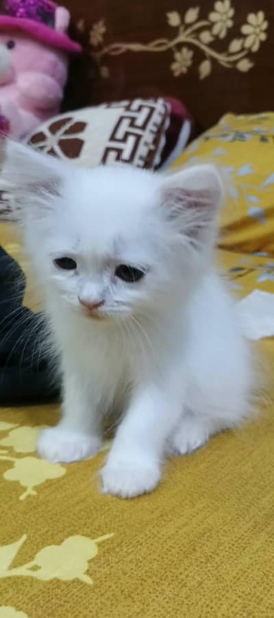 Persian kitten white Female