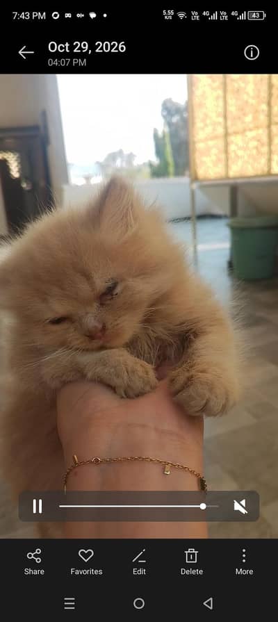Pair of male and female kitten