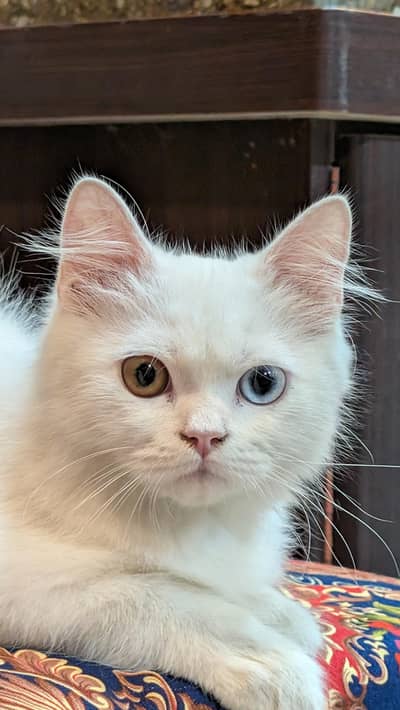 White Persian Male Cat with Odd Eyes + Accessories | 25k