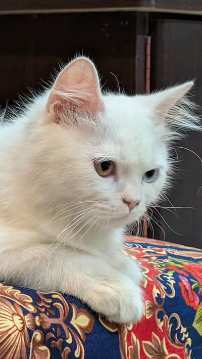 White Persian Male Cat with Odd Eyes + Accessories | 25k