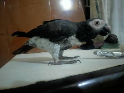 any bird came to my rooftop